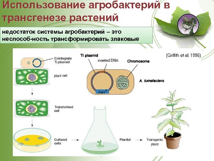 Использование агробактерий в трансгенезе растений недостаток системы агробактерий – это неспособ ность трансформировать злаковые