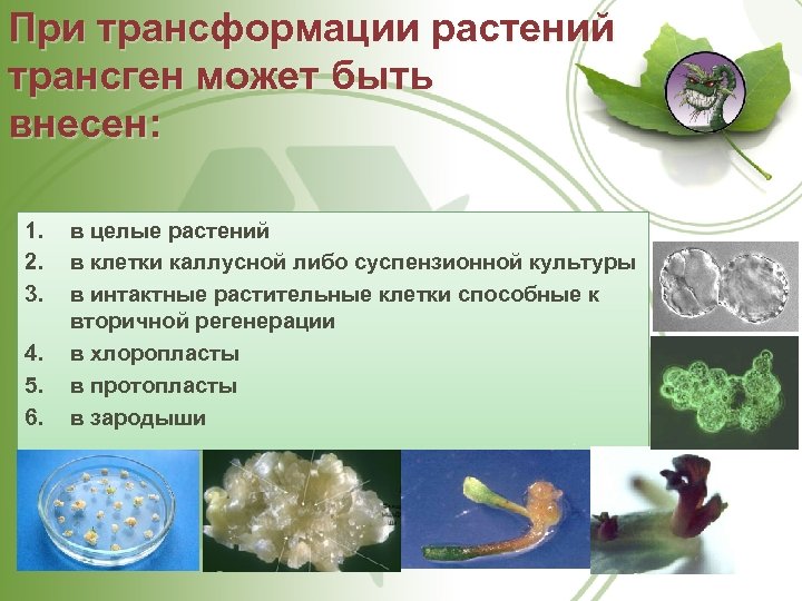При трансформации растений трансген может быть внесен: 1. 2. 3. 4. 5. 6. в