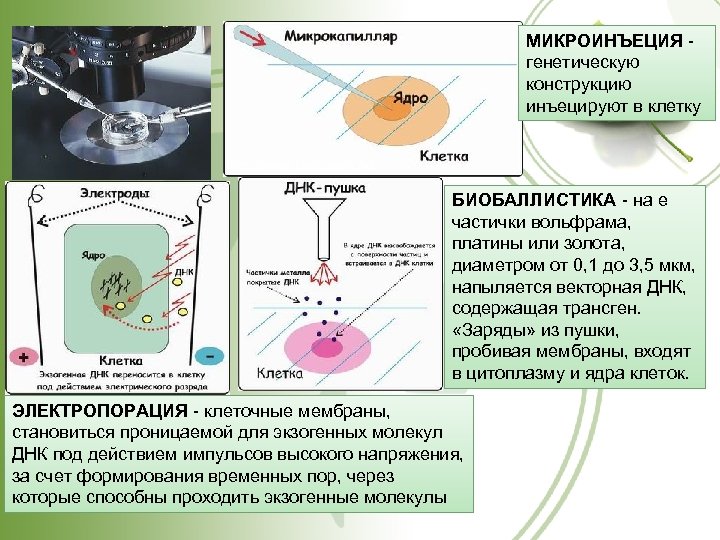 МИКРОИНЪЕЦИЯ генетическую конструкцию инъецируют в клетку http: //www. kkv 5. pisem. net БИОБАЛЛИСТИКА -
