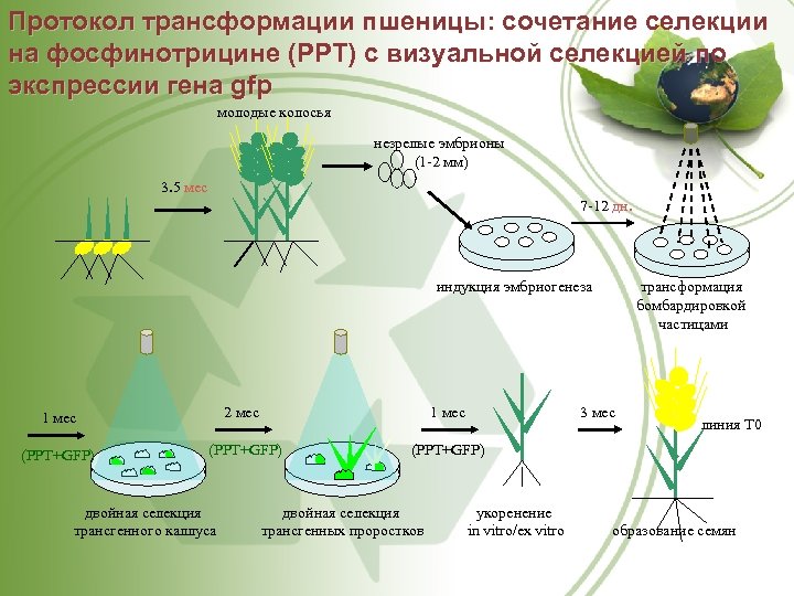 Протокол трансформации пшеницы: сочетание селекции на фосфинотрицине (РРТ) с визуальной селекцией по экспрессии гена