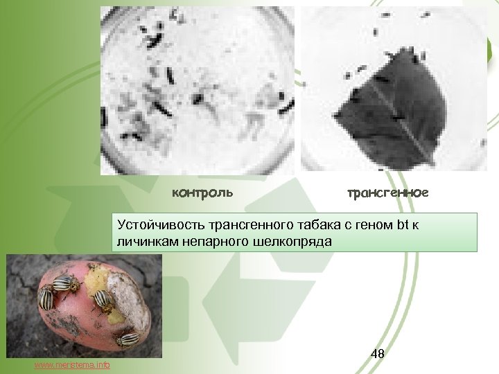 контроль трансгенное Устойчивость трансгенного табака с геном bt к личинкам непарного шелкопряда www. meristema.