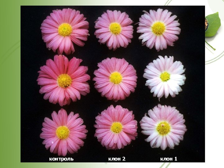 контроль клон 2 49 клон 1 