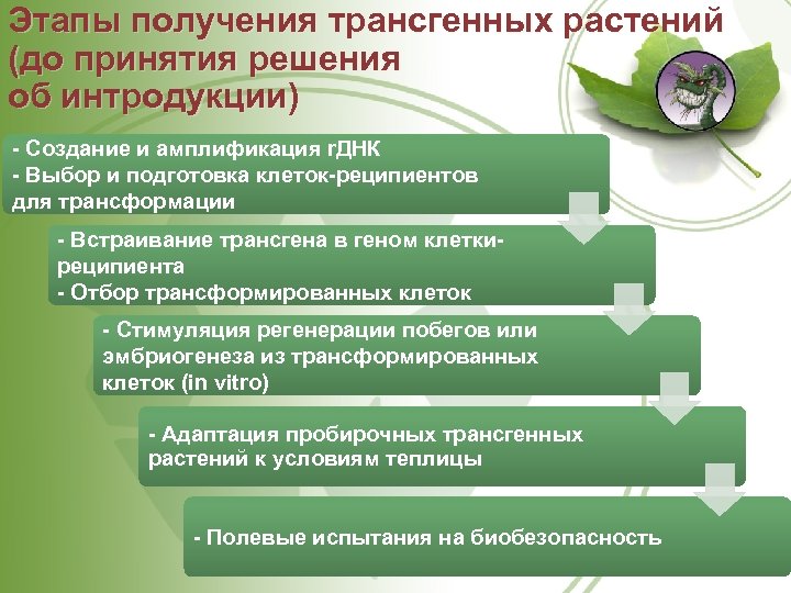 Этапы получения трансгенных растений (до принятия решения об интродукции) Создание и амплификация r. ДНК