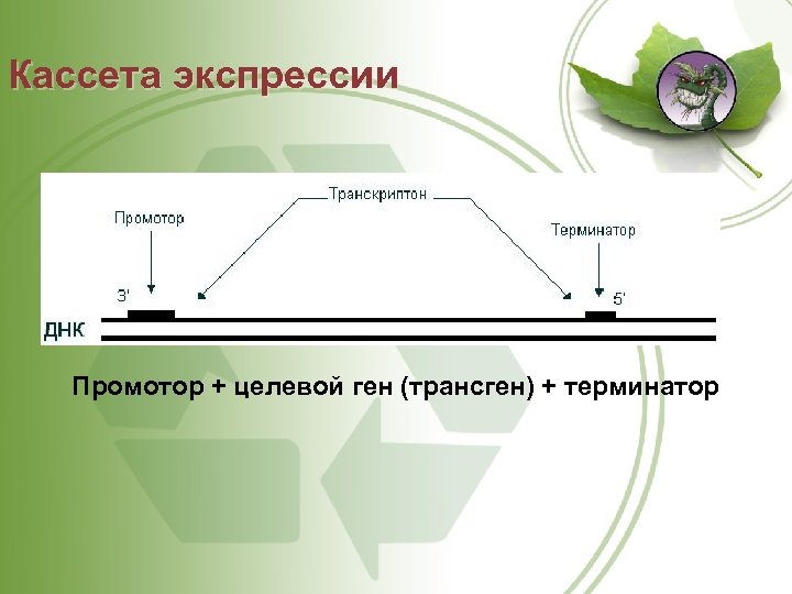 Кассета экспрессии Промотор + целевой ген (трансген) + терминатор 