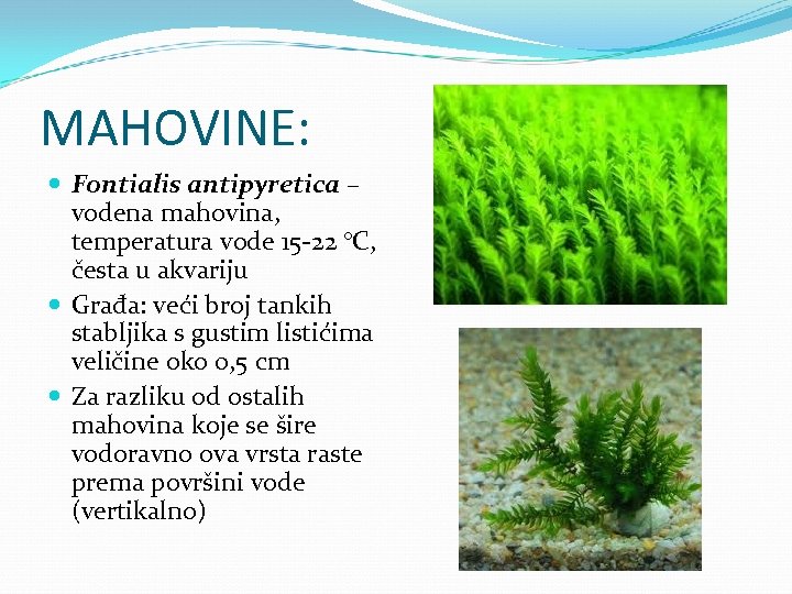 MAHOVINE: Fontialis antipyretica – vodena mahovina, temperatura vode 15 -22 °C, česta u akvariju