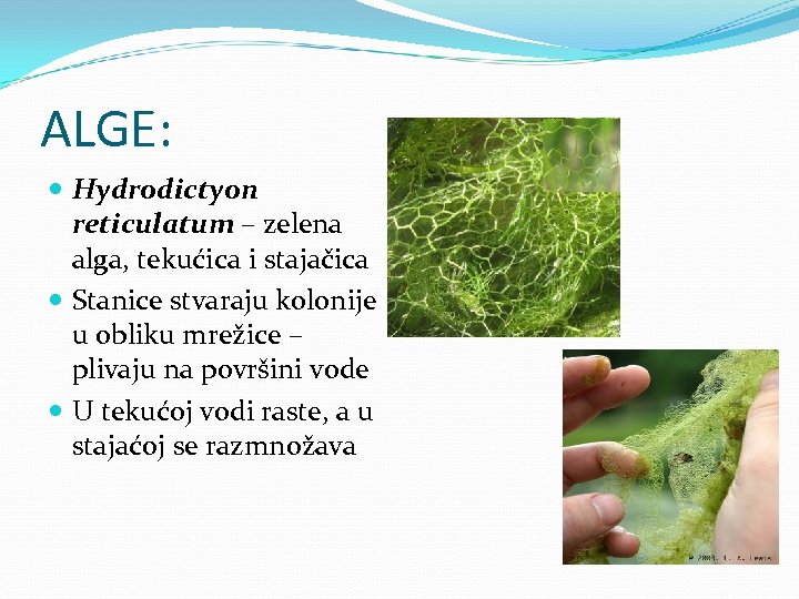ALGE: Hydrodictyon reticulatum – zelena alga, tekućica i stajačica Stanice stvaraju kolonije u obliku