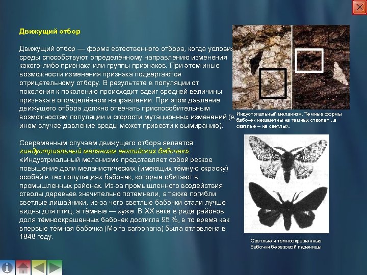 Движущий отбор — форма естественного отбора, когда условия среды способствуют определённому направлению изменения какого-либо