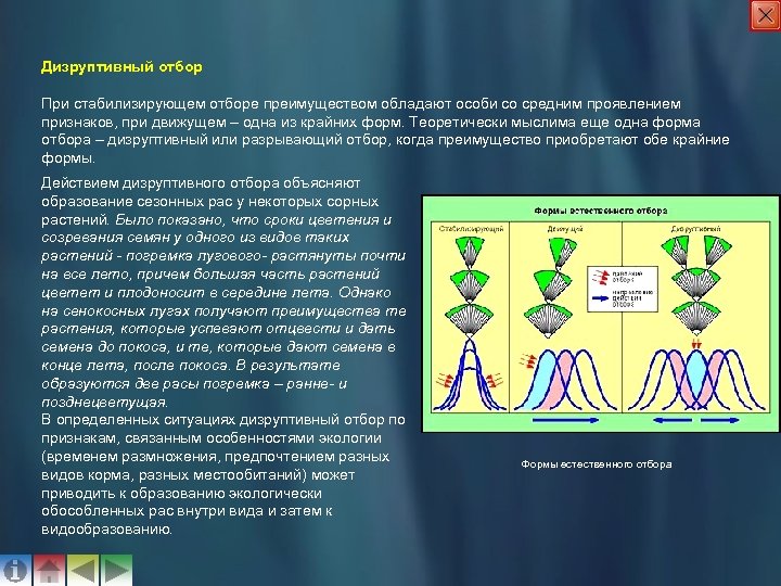 Дизруптивный отбор При стабилизирующем отборе преимуществом обладают особи со средним проявлением признаков, при движущем