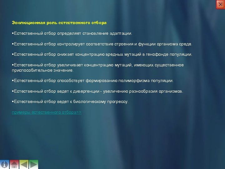 Эволюционная роль естественного отбора §Естественный отбор определяет становление адаптации. §Естественный отбор контролирует соответствие строения