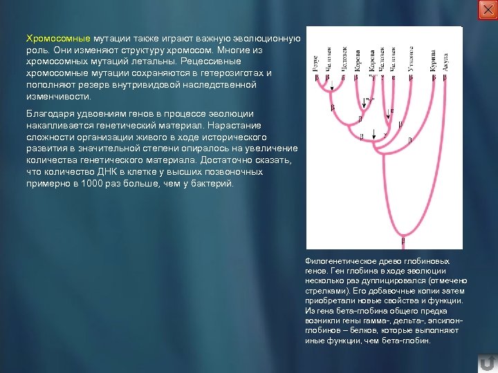 Хромосомные мутации также играют важную эволюционную роль. Они изменяют структуру хромосом. Многие из хромосомных