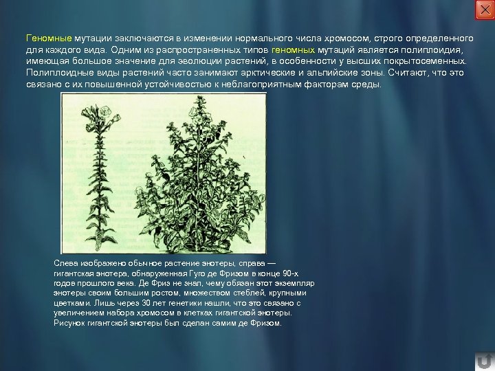 Геномные мутации заключаются в изменении нормального числа хромосом, строго определенного для каждого вида. Одним