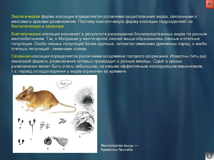 Экологическая форма изоляции определяется условиями существования видов, связанными с местами и сроками размножения. Поэтому