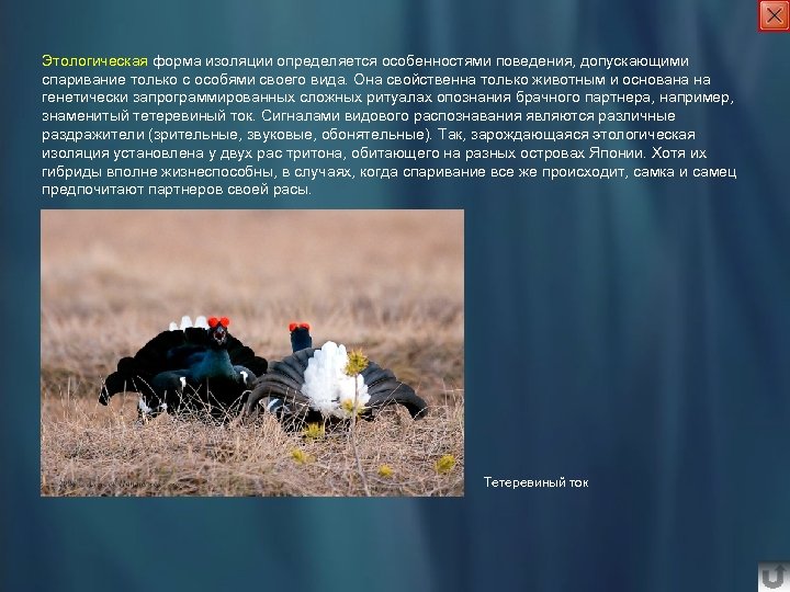 Этологическая форма изоляции определяется особенностями поведения, допускающими спаривание только с особями своего вида. Она