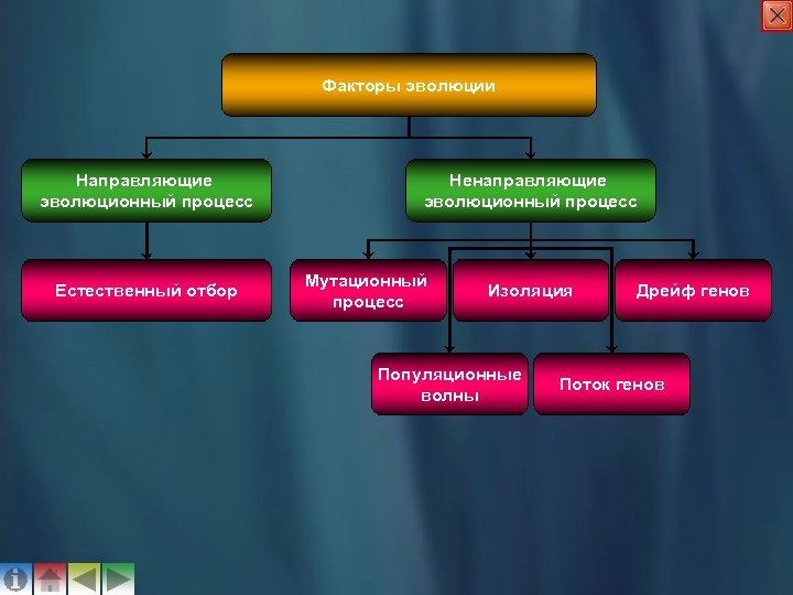 Факторы эволюции Направляющие эволюционный процесс Естественный отбор Ненаправляющие эволюционный процесс Мутационный процесс Изоляция Популяционные