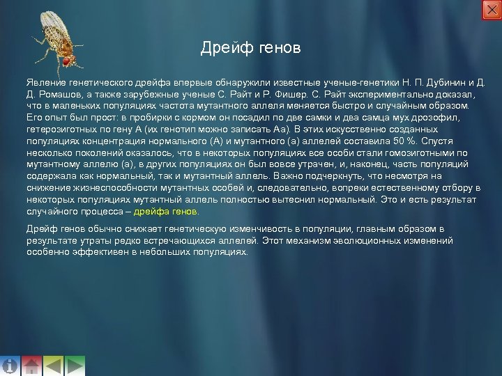 Дрейф генов Явление генетического дрейфа впервые обнаружили известные ученые-генетики Н. П. Дубинин и Д.