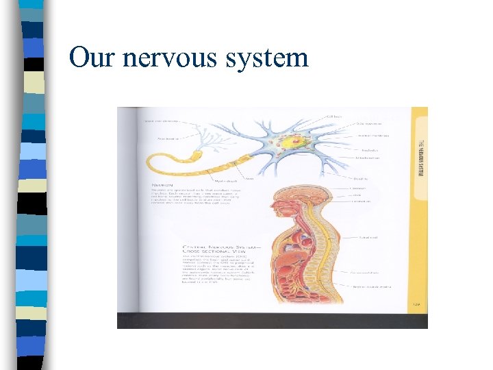 Our nervous system 