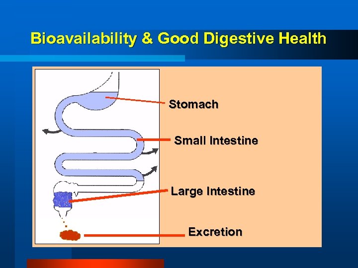 Bioavailability & Good Digestive Health Stomach Small Intestine Large Intestine Excretion 