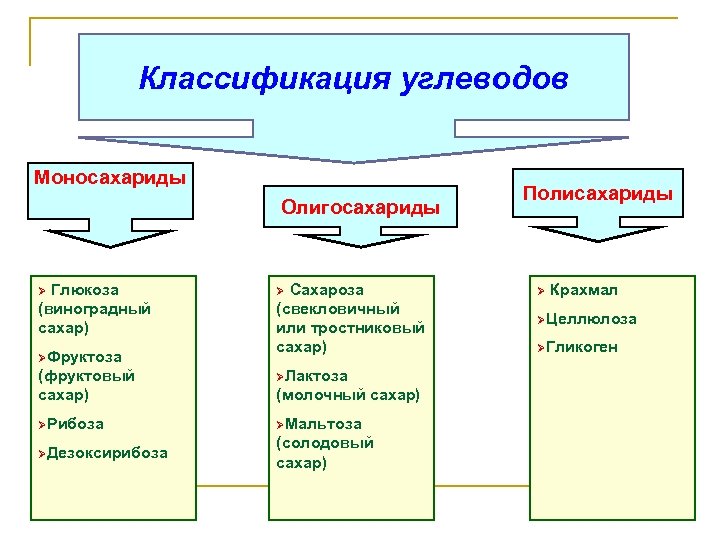 Классификация углеводов Моносахариды Олигосахариды Глюкоза (виноградный сахар) Ø ØФруктоза Сахароза (свекловичный или тростниковый сахар)