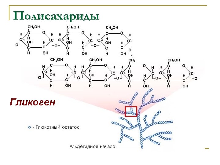 Полисахариды Гликоген 