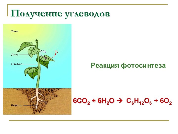Получение углеводов Реакция фотосинтеза 6 СО 2 + 6 Н 2 О С 6
