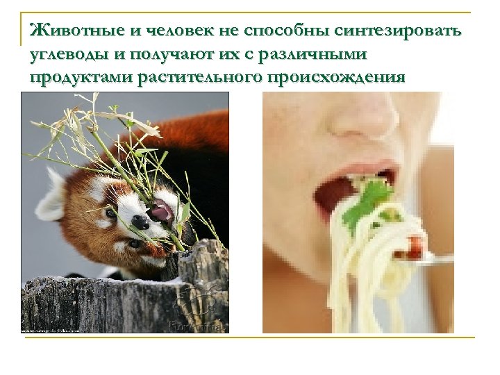 Животные и человек не способны синтезировать углеводы и получают их с различными продуктами растительного