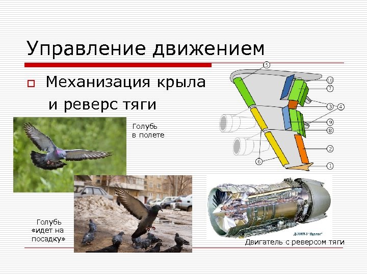 Управление движением o Механизация крыла и реверс тяги Голубь в полете Голубь «идет на