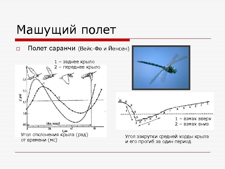 Машущий полет o Полет саранчи (Вейс-Фо и Йенсен) 1 – заднее крыло 2 –