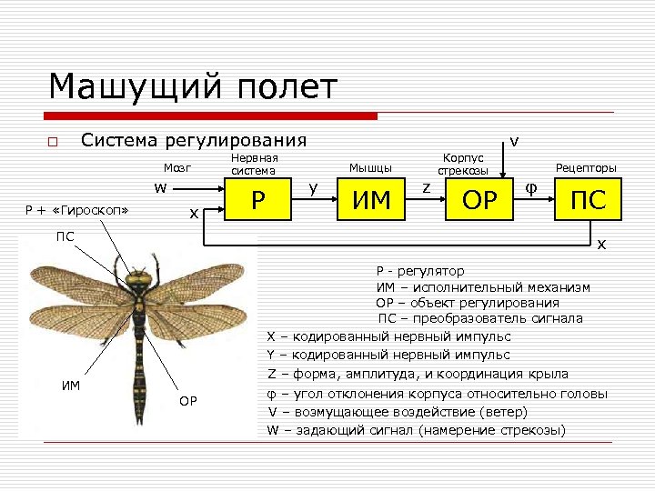 Машущий полет Система регулирования o Мозг w Р + «Гироскоп» x Нервная система Р