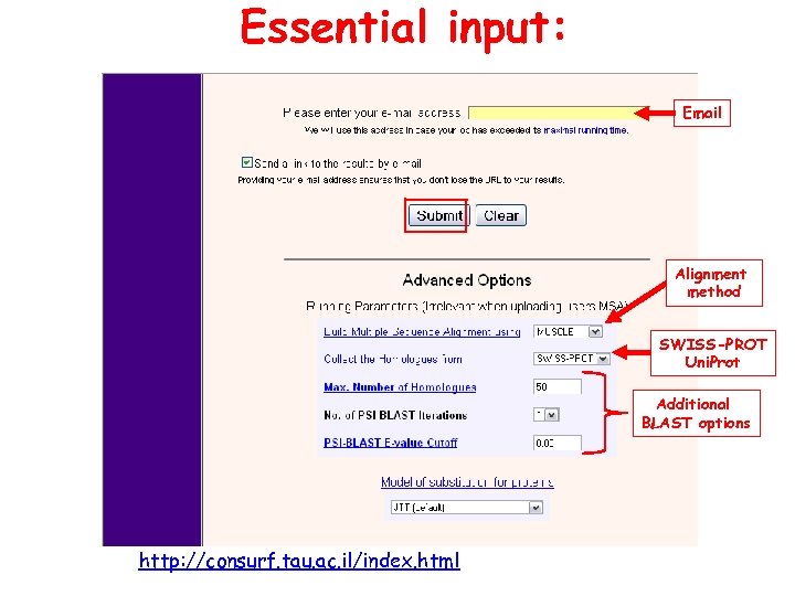 Essential input: Email Alignment method SWISS-PROT Uni. Prot Additional BLAST options http: //consurf. tau.