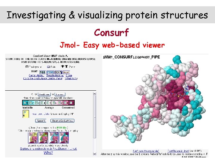 Investigating & visualizing protein structures Consurf Jmol- Easy web-based viewer 