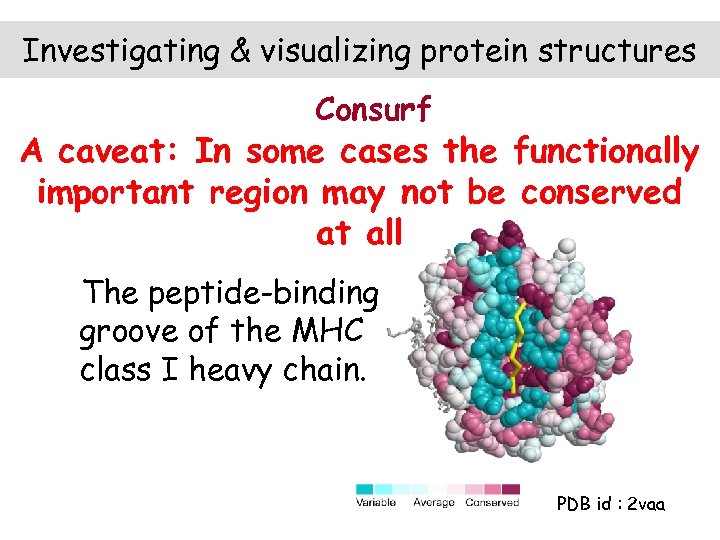 Investigating & visualizing protein structures Consurf A caveat: In some cases the functionally important