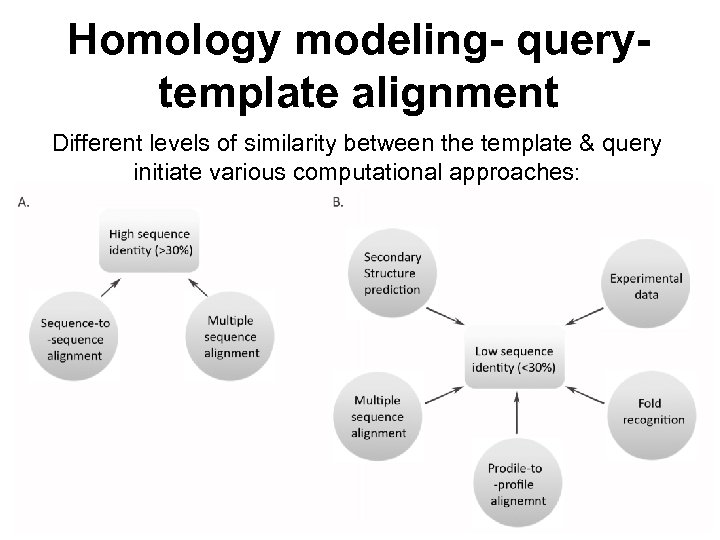 Homology modeling- querytemplate alignment Different levels of similarity between the template & query initiate