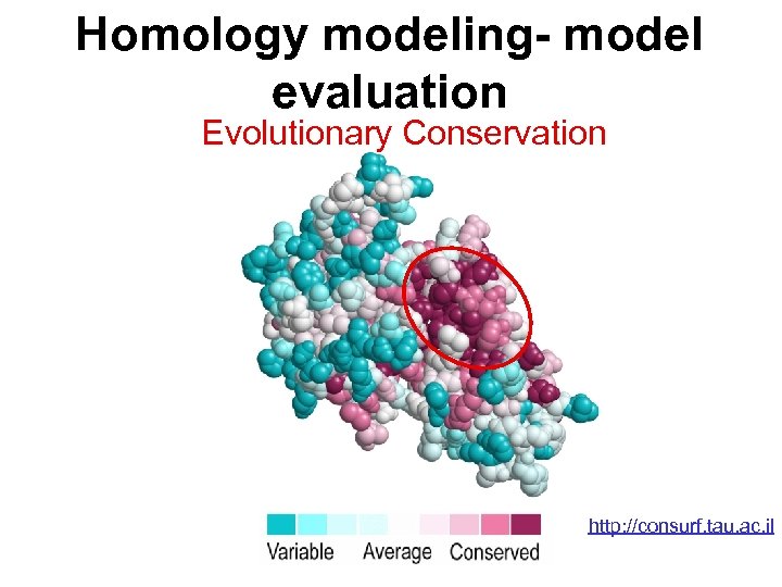 Homology modeling- model evaluation Evolutionary Conservation http: //consurf. tau. ac. il 