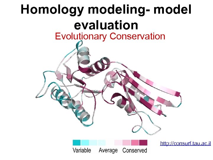 Homology modeling- model evaluation Evolutionary Conservation http: //consurf. tau. ac. il 