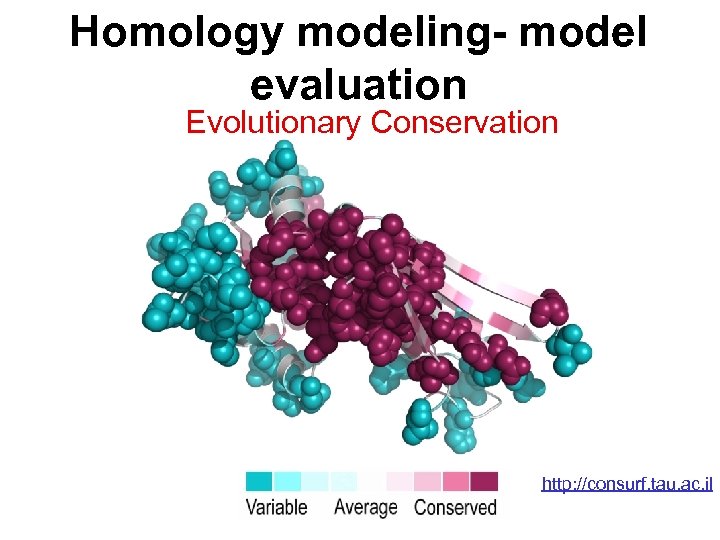 Homology modeling- model evaluation Evolutionary Conservation http: //consurf. tau. ac. il 
