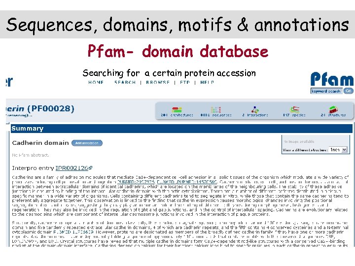 Sequences, domains, motifs & annotations Pfam- domain database Searching for a certain protein accession