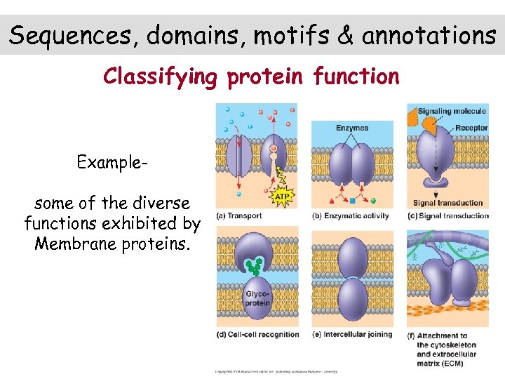 Sequences, domains, motifs & annotations Classifying protein function Examplesome of the diverse functions exhibited