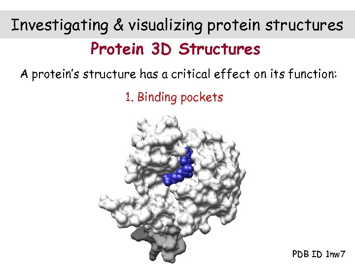 Investigating & visualizing protein structures Protein 3 D Structures A protein’s structure has a
