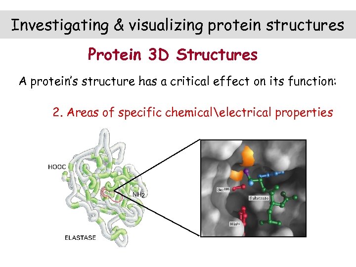 Investigating & visualizing protein structures Protein 3 D Structures A protein’s structure has a
