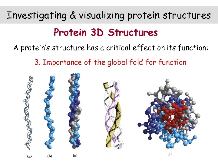 Investigating & visualizing protein structures Protein 3 D Structures A protein’s structure has a