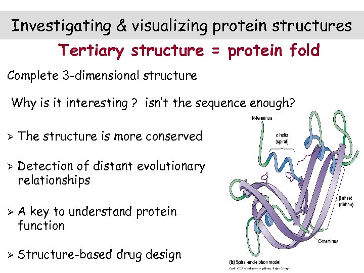 Investigating & visualizing protein structures Tertiary structure = protein fold Complete 3 -dimensional structure