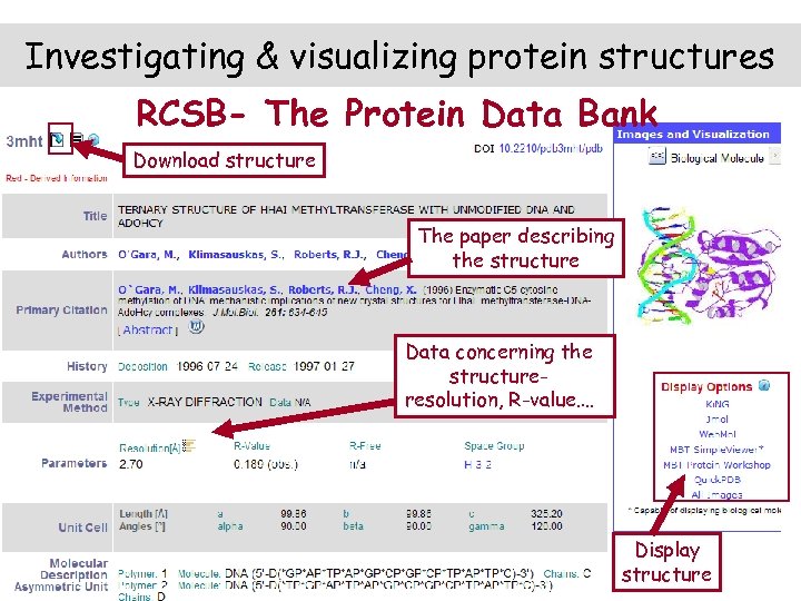 Investigating & visualizing protein structures RCSB- The Protein Data Bank Download structure The paper