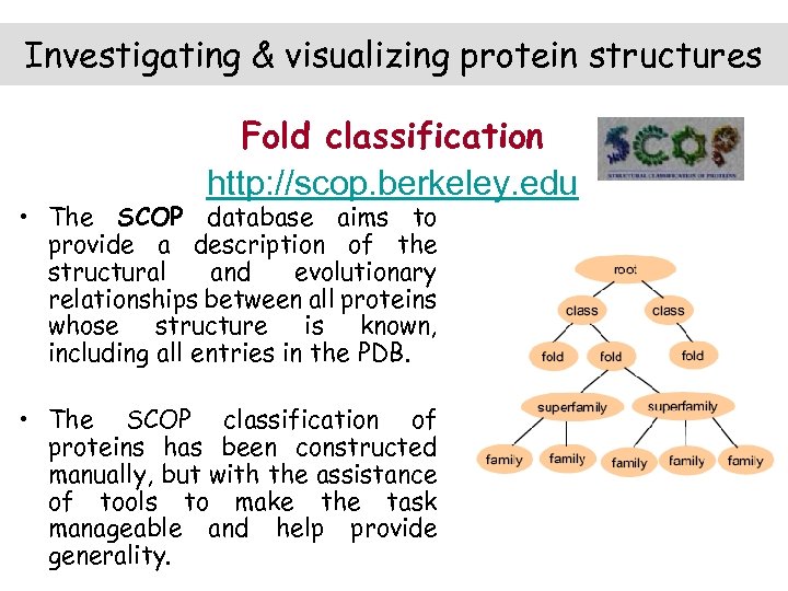 Investigating & visualizing protein structures Fold classification http: //scop. berkeley. edu • The SCOP