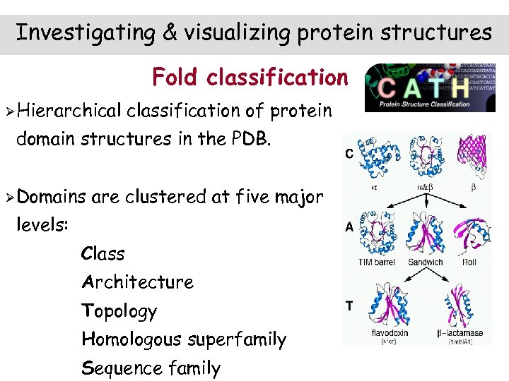 Investigating & visualizing protein structures Fold classification ØHierarchical classification of protein domain structures in