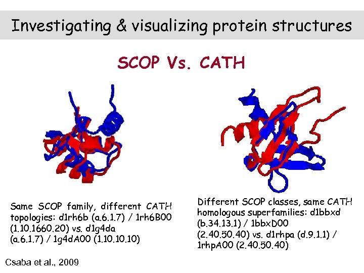 Investigating & visualizing protein structures SCOP Vs. CATH Same SCOP family, different CATH topologies: