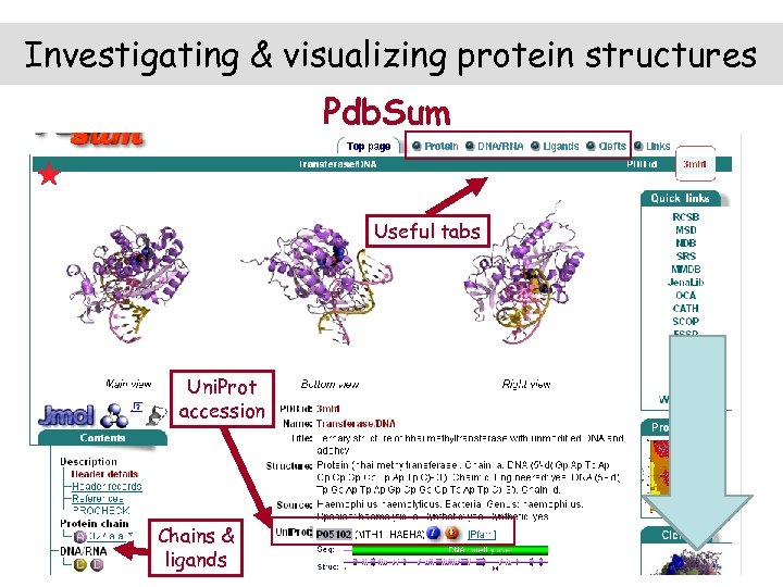 Investigating & visualizing protein structures Pdb. Sum Useful tabs Uni. Prot accession Chains &