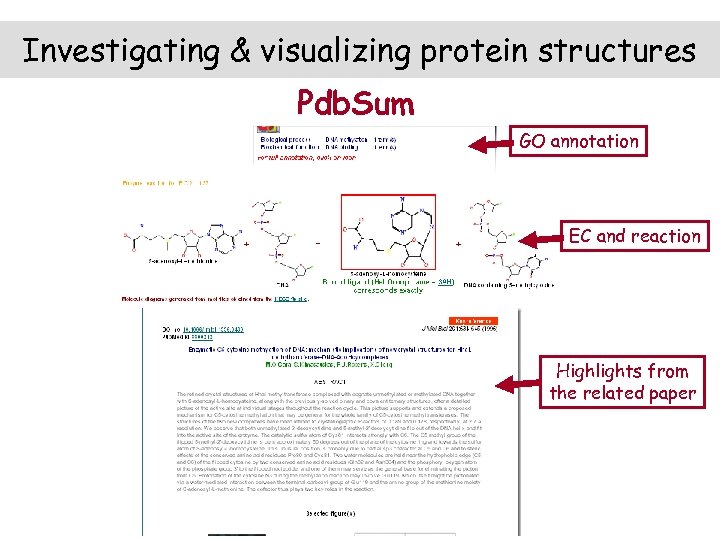 Investigating & visualizing protein structures Pdb. Sum GO annotation EC and reaction Highlights from