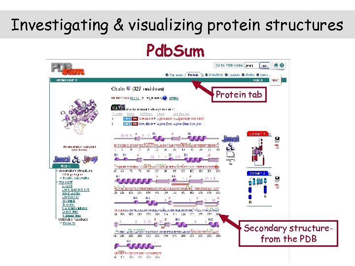Investigating & visualizing protein structures Pdb. Sum Protein tab Secondary structurefrom the PDB 
