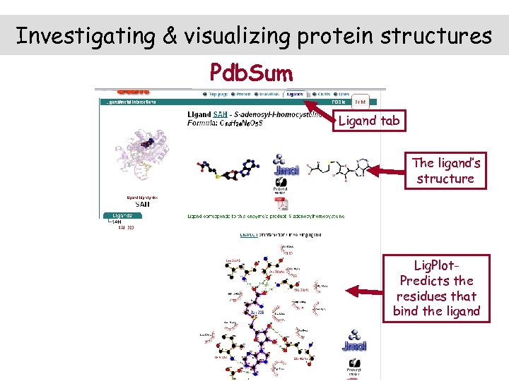 Investigating & visualizing protein structures Pdb. Sum Ligand tab The ligand’s structure Lig. Plot.