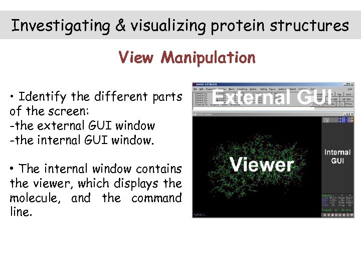 Investigating & visualizing protein structures View Manipulation • Identify the different parts of the